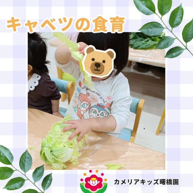 こんにちは！カメリアキッズ曙橋園です☺キャベツの食育を行いました✨️🥬見たことのない大きさのキャベツに驚き、目の前に来ると迫力の凄さに怖がる子も…😂触ってみると柔らかく一枚ずつ剥がすことを楽しみました！食育の経験でキャベツに親近感が湧いた子どもたちでした！🌈随時説明会開催中です！ご連絡お待ちしております！他SNSも要チェック♪HP：カメリアキッズyoutube：🔎カメリアキッズほいくえ：🔎カメリアキッズTikTok：🔎@camellia_kids_hoikuen☆☆☆☆☆☆☆☆☆☆☆☆カメリアキッズ曙橋園〒162-0065住所：東京都新宿区住吉町3-16グランハイツ1階☎️03-6380-4067園児・保育士さん・調理さん#カメリアキッズ#東京都#新宿区保育園#認可外保育園#保活