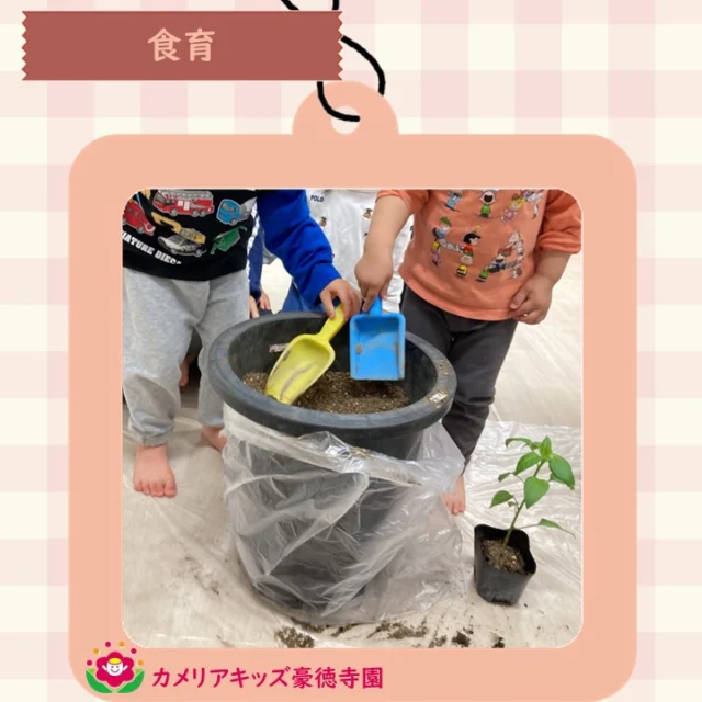 こんにちは😊カメリアキッズ豪徳寺園です✨ 食育の時間、ピーマンを育てます🌸皆で苗を植え替えました🪴.☆☆☆☆☆☆☆☆☆☆☆☆☆他SNSも要チェック♪ Instagram：itg_camellia_kidsWebsite🔎カメリアキッズ youtube🔎カメリアキッズほいくえ🔎カメリアキッズ園児・保育士さん・調理さん☆募集中☆☆☆☆☆☆☆☆☆☆☆☆☆カメリアキッズ豪徳寺園〒154-0021東京都世田谷区豪徳寺1-21-5ヴィラ・ゴートク1F-D03-5799-7790 ☆☆☆☆☆☆☆☆☆☆☆☆☆#カメリアキッズ#東京都#世田谷区保育園#認可外保育園#保活