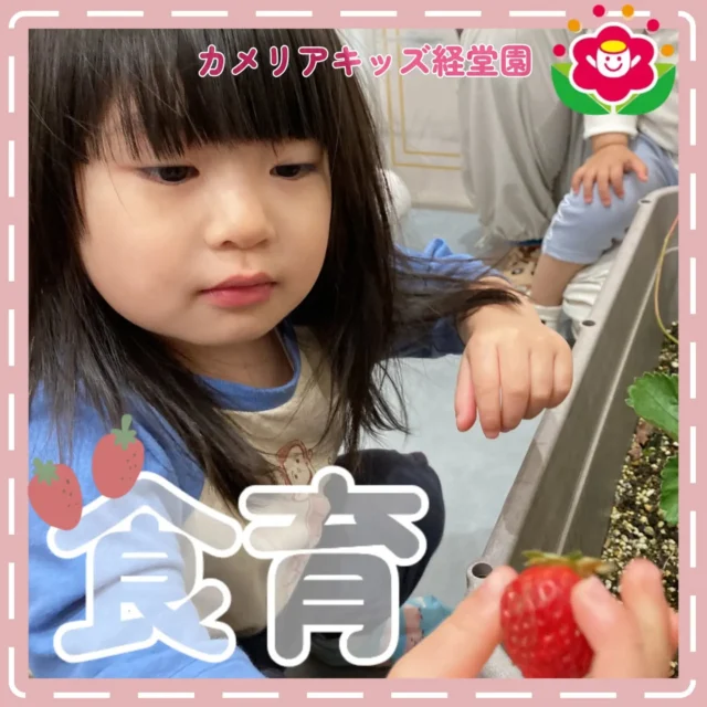 こんにちは😊カメリアキッズ経堂園です✨育てていたいちごの収穫をしました🍓真っ赤に育ったいちごからは甘い香りがしました！これから夏や秋に向けて家庭菜園をする予定です！＊随時説明会開催中です！ご連絡お待ちしております！他SNSも要チェック♪HP：カメリアキッズyoutube：🔎カメリアキッズほいくえ：🔎カメリアキッズTiktok：🔎@camellia_kids_hoikuen🌷🌷🌷🌷🌷🌷🌷🌷🌷🌷🌷🌷🌷🌷🌷156-0052東京都世田谷区経堂1-19-14第六経堂ビル2F【営業時間7:30〜20:30】TEL.03-6413-7449（受付時間　月〜金　8:30〜17:30）【開園日】月〜日・祝◎園児・保育士・調理さん募集中◎🌷🌷🌷🌷🌷🌷🌷🌷🌷🌷🌷🌷🌷🌷🌷#カメリアキッズ#東京都#世田谷区保育園#認可外保育園#保活