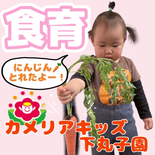 こんにちは😊カメリアキッズ下丸子園です🌺4月に行いました食育の様子です🥕4月は「葉つきにんじん」です。ながーい葉っぱを見て驚く子ども達。土の中からにんじんがひっこり！みんなで収穫も楽しみましたよ。♪.:*:'゜☆.:*:'゜♪.:*:'゜☆.:*:・'゜♪.:*:・'゜☆.:*:・'゜♪.:*:随時説明会開催中です！ご連絡お待ちしております！他SNSも要チェック♪HP：カメリアキッズyoutube：🔎カメリアキッズほいくえ：🔎カメリアキッズTikTok：🔎@camellia_kids_hoikuen☆☆☆☆☆☆☆☆☆☆☆☆カメリアキッズ下丸子園〒146-0092住所：東京都大田区下丸子3-13-19ラ・カーサプリマベーラ1Ｆ☎️電話番号：03-6459-8787園児・保育士さん・調理さん◎◎◎募集中◎◎◎☆☆☆☆☆☆☆☆☆☆☆☆#カメリアキッズ#東京都保育園#大田区保育園#下丸子保育園#認可外保育園保活