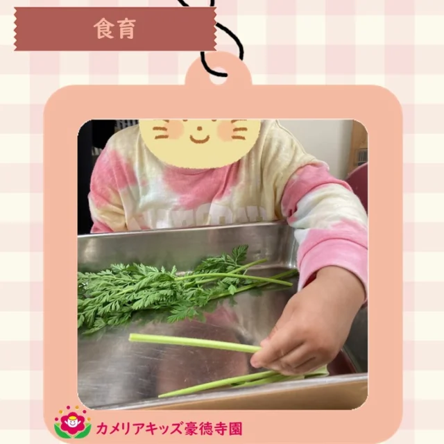 こんにちは😊カメリアキッズ豪徳寺園です✨ 食育の時間、にんじんを観察しました🌸お店に並ぶ前のにんじんには緑の葉がありました🥕.☆☆☆☆☆☆☆☆☆☆☆☆☆他SNSも要チェック♪ Instagram：itg_camellia_kidsWebsite🔎カメリアキッズ youtube🔎カメリアキッズほいくえ🔎カメリアキッズ園児・保育士さん・調理さん☆募集中☆☆☆☆☆☆☆☆☆☆☆☆☆カメリアキッズ豪徳寺園〒154-0021東京都世田谷区豪徳寺1-21-5ヴィラ・ゴートク1F-D03-5799-7790 ☆☆☆☆☆☆☆☆☆☆☆☆☆#カメリアキッズ#東京都#世田谷区保育園#認可外保育園#保活