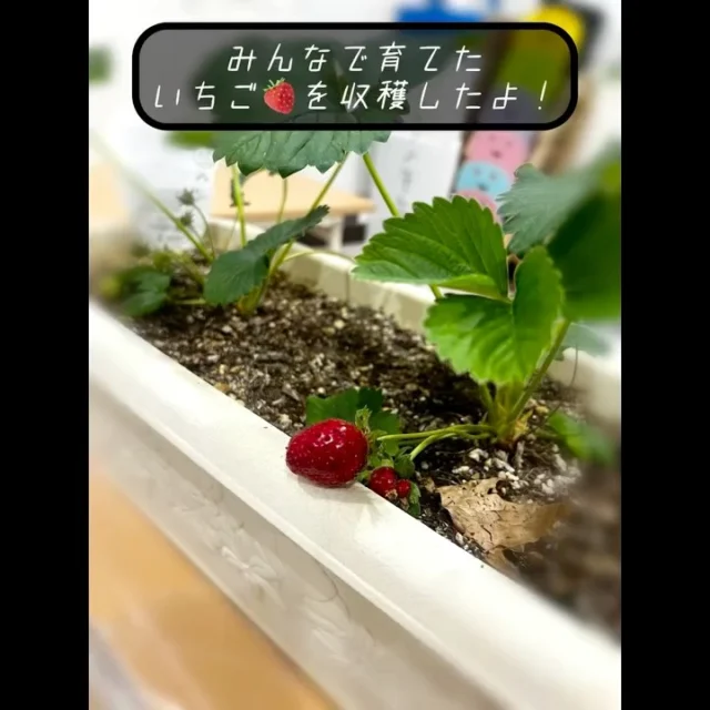 みんなで育てたいちごが実ったので収穫しました🍓！水やりをして「いつできるかかなぁ？」と楽しみにしていた子どもたち✨実がいくつか実ったので、収穫し観察しましたよ♪他SNSも要チェック♪HP：カメリアキッズyoutube：🔎カメリアキッズほいくえ：🔎カメリアキッズTikTok：🔎@camellia_kids_hoikuen☆☆☆☆☆☆☆☆☆☆☆☆カメリアキッズ田端園〒114-0012住所:東京都北区田端新町3-36-10ﾄﾐﾔﾊｲﾑ1F☎️電話番号:03-6240-8755園児・保育士さん・調理さん◎◎◎募集中◎◎◎