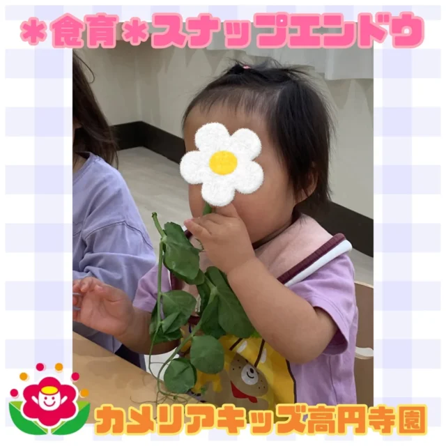 こんにちは！カメリアキッズ高円寺園です☺今日は食育活動でスナップエンドウについて学びました！「中身はどんな色かな？どんな形かな？」 と写真を見たりお話を聞いた後、実際にスナップエンドウに触った子ども達。「緑だね〜」と葉やツル、豆などを興味津々で触っていました！匂いをかいでいる子もいましたよ☺️お昼の給食ではスナップエンドウ入りの煮物をおいしくいただきました✨️☆☆☆☆☆☆☆☆☆☆☆☆カメリアキッズ高円寺園〒166-0003住所 東京都杉並区高円寺南3-62-6高円寺ゲーテビル1階☎️電話番号03-6454-6064園児・保育士さん◎◎◎募集中◎◎◎☆☆☆☆☆☆☆☆☆☆☆☆☆#カメリアキッズ#東京都#杉並区保育園#認可外保育園#保活