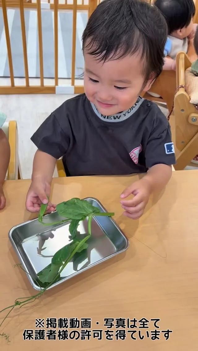 こんにちは☀️カメリアキッズ北千住園です！食育でスナップエンドウ🫛を観察した様子をご紹介✨⭐︎⭐︎⭐︎⭐︎⭐︎⭐︎⭐︎⭐︎⭐︎⭐︎⭐︎⭐︎⭐︎⭐︎⭐︎⭐︎随時説明会開催中です!ご連絡お待ちしております!他SNSも要チェック♪HP:🔍カメリアキッズyoutube :🔍カメリアキッズほいくえん🔍:カメリアキッズ✨TikTok :🔍@camellia_kids_hoikuen- [ ] ⭐︎⭐︎⭐︎⭐︎⭐︎⭐︎⭐︎⭐︎⭐︎⭐︎⭐︎⭐︎⭐︎⭐︎⭐︎⭐︎カメリアキッズ北千住園〒120-0034住所東京都足立区千住 4-10-3サカイグリーンパーク北千住第7-101号電話番号03-6806-1469⭐︎⭐︎⭐︎⭐︎⭐︎⭐︎⭐︎⭐︎⭐︎⭐︎⭐︎⭐︎⭐︎⭐︎⭐︎⭐︎園児・保育士さん・調理さん〇〇〇募集中〇〇〇#東京都#足立区保育園#認可外保育園#保活