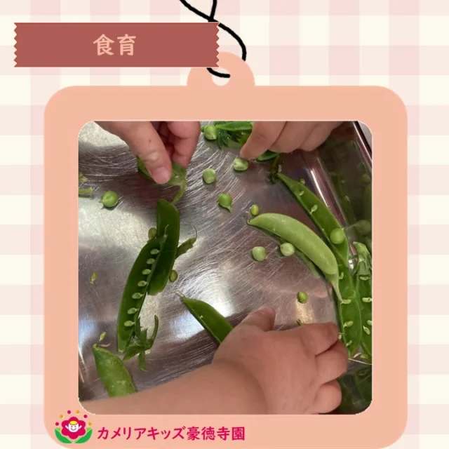 こんにちは😊カメリアキッズ豪徳寺園です✨ 食育の時間、スナップエンドウを観察しました🪴中に緑の粒々を発見🫛.☆☆☆☆☆☆☆☆☆☆☆☆☆他SNSも要チェック♪ Instagram：itg_camellia_kidsWebsite🔎カメリアキッズ youtube🔎カメリアキッズほいくえ🔎カメリアキッズ園児・保育士さん・調理さん☆募集中☆☆☆☆☆☆☆☆☆☆☆☆☆カメリアキッズ豪徳寺園〒154-0021東京都世田谷区豪徳寺1-21-5ヴィラ・ゴートク1F-D03-5799-7790 ☆☆☆☆☆☆☆☆☆☆☆☆☆#カメリアキッズ#東京都#世田谷区保育園#認可外保育園#保活