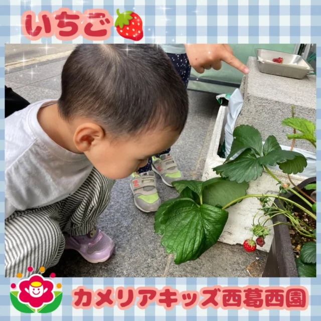 こんにちは🌈カメリアキッズ西葛西園✨園で育てていたいちごが実りました🍓真っ赤に実ったいちごに子どもたちは興味津々🍓🌼🌼🌼🌼🌼🌼🌼🌼🌼🌼随時説明会開催中です！ご連絡お待ちしております！他SNSも要チェック♪HP：カメリアキッズyoutube：🔎カメリアキッズほいくえ：🔎カメリアキッズTikTok：🔎@camellia_kids_hoikuen☆☆☆☆☆☆☆☆☆☆☆☆カメリアキッズ西葛西園〒134-0088住所:東京都江戸川区西葛西6-8-4 ニュースカイビル1F☎️電話番号:03-5878-1877園児・保育士さん・調理さん◎◎◎募集中◎◎◎☆☆☆☆☆☆☆☆☆☆☆☆#カメリアキッズ#東京都#江戸川区保育園#認可外保育園#保活