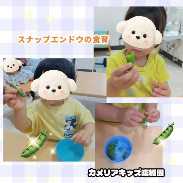 こんにちは！カメリア曙橋園です😊食育活動を行いました。今回はスナップエンドウの豆の観察です。豆をとることが出来ると嬉しそうに見せてくれる子どもたち。1個ずつ豆をとる作業にとても集中していましたよ。🌈随時説明会開催中です！ご連絡お待ちしております！他SNSも要チェック♪HP：カメリアキッズyoutube：🔎カメリアキッズほいくえ：🔎カメリアキッズTikTok：🔎@camellia_kids_hoikuen☆☆☆☆☆☆☆☆☆☆☆☆カメリアキッズ曙橋園〒162-0065住所：東京都新宿区住吉町3-16グランハイツ1階☎️03-6380-4067#カメリアキッズ#東京都#新宿区保育園#認可外保育園#保活