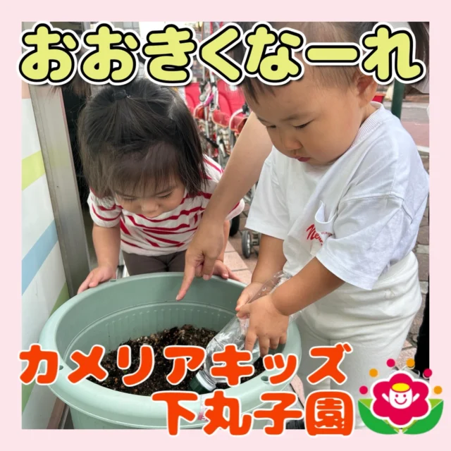 こんにちは😊カメリアキッズ下丸子園です🌺食育で育てているとうもろこしにみんでお水をたくさんあげておおきくなるのを観察しています！みんなのお陰もありひょっこり芽がでてきましたよ🌱‬‪♪.:*:'゜☆.:*:'゜♪.:*:'゜☆.:*:・'゜♪.:*:・'゜☆.:*:・'゜♪.:*:随時説明会開催中です！ご連絡お待ちしております！他SNSも要チェック♪HP：カメリアキッズyoutube：🔎カメリアキッズほいくえ：🔎カメリアキッズTikTok：🔎@camellia_kids_hoikuen☆☆☆☆☆☆☆☆☆☆☆☆カメリアキッズ下丸子園〒146-0092住所：東京都大田区下丸子3-13-19ラ・カーサプリマベーラ1Ｆ☎️電話番号：03-6459-8787園児・保育士さん・調理さん◎◎◎募集中◎◎◎☆☆☆☆☆☆☆☆☆☆☆☆#カメリアキッズ#東京都保育園#大田区保育園#下丸子保育園#認可外保育園保活