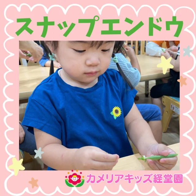 こんにちは😊カメリアキッズ経堂園です✨⁡🌱この日は、みんなで「スナップエンドウ」の食育を行いました✨実際に触ってみると、「かたい！」「豆が入ってる！」「いいにおいする〜！」と子どもたちからたくさんの発見の声が👀💚⁡＊随時説明会開催中です！ご連絡お待ちしております！他SNSも要チェック♪HP：カメリアキッズyoutube：🔎カメリアキッズほいくえ：🔎カメリアキッズTiktok：🔎@camellia_kids_hoikuen🌷🌷🌷🌷🌷🌷🌷🌷🌷🌷🌷🌷🌷🌷🌷156-0052東京都世田谷区経堂1-19-14第六経堂ビル2F【営業時間7:30〜20:30】TEL.03-6413-7449（受付時間　月〜金　8:30〜17:30）【開園日】月〜日・祝◎園児・保育士・調理さん募集中◎🌷🌷🌷🌷🌷🌷🌷🌷🌷🌷🌷🌷🌷🌷🌷#カメリアキッズ#東京都#世田谷区保育園#認可外保育園#保活