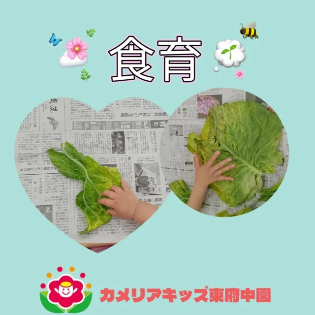 こんにちは♪カメリアキッズ東府中園です。食育の一貫で毎月調理の先生から「食」にまつわるお話しを聞いています。今月のテーマは「キャベツ🥬」畑から採れたての大きいキャベツを目の当たりにした子どもたち。あまりの大きさに驚きを隠せず目が点に…😯これも学びの一つ💡キャベツをちぎってもちぎっても葉っぱが見えてくることも楽しく、大きい葉を帽子のように見立てたりと実際に触れてさまざまな発見や気づきを吸収する機会となりました✨️毎月テーマが異なるので次回もお楽しみに☺️随時説明会開催中です!ご連絡お待ちしております！他SNSも要チェック♪HP:カメリアキッズyoutube:🔎カメリアキッズほいくえ:🔎カメリアキッズTikTok:@camellia_kis_hoikuen☆☆☆☆☆☆☆☆☆☆☆☆☆☆カメリアキッズ東府中園〒183-0005住所　東京都府中市若松町1-7-6サングレース東府中1F☎電話番号042-319-8322園児・保育士さん・調理さん◎◎◎募集中◎◎◎☆☆☆☆☆☆☆☆☆☆☆☆☆☆☆#カメリアキッズ#東京都#府中市保育園#認可外保育園#保活