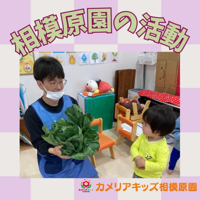 こんにちは😊カメリアキッズ相模原園です✨⁡●キャベツの食育　食育「キャベツ」　大きなキャベツを持ってみたり、葉っぱに触れてみたり　「おおきいね！」「なんだろう？」と興味津々な子どもたち　実際に見て、触れて、食べ物への関心を育んでいます😊 ●保育の様子　・公園　お砂場でもたくさん遊び、のびのびと過ごしました✨　季節を感じながら、楽しい時間を過ごしています✨　雨の日はお部屋でゆったりと過ごしています。　パズルやぽっとん落としに夢中な子どもたち　指先を使いながら、じっくりと取り組む姿が見られます。　遊びの中で、指先や脳への刺激にもつながっています😊⁡随時説明会開催中！ご連絡お待ちしております！他SNSも要チェック♪HP：カメリアキッズyouTube：🔎カメリアキッズほいくえ：🔎カメリアキッズTikTok：🔎 @camellia_kids_hoikuen☆☆☆☆☆☆☆☆☆☆☆☆カメリアキッズ相模原園〒252－0231神奈川県相模原市中央区相模原3－1－13　グランシャリオ相模原２階☎042－707－7130園児・保育士さん・調理さん◎◎◎募集中◎◎◎☆☆☆☆☆☆☆☆☆☆☆☆#カメリアキッズ #神奈川#相模原市保育園 #認可外保育園　#保活
