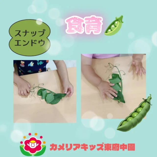 こんにちは♪カメリアキッズ東府中園です。先日行った食育「スナップエンドウ🫛」についての様子をお知らせします。葉っぱつきのスナップエンドウに、はじめは「？？？」いっぱいの子どもたち🤔葉っぱつきってところはでは中々目にしないお野菜でしたが、調理の先生にしっかりレクチャーしてもらいお話しを聞くことができました。触ってみたり匂いを嗅いでみたりと少しずつ慣れることができましたね💡最後には、スナップエンドウを半分に開くと小さな小さなお豆があることも知った子どもたち。とても小さかったので、目でみて楽しむことができました👏随時説明会開催中です!ご連絡お待ちしております！他SNSも要チェック♪HP:カメリアキッズyoutube:🔎カメリアキッズほいくえ:🔎カメリアキッズTikTok:@camellia_kis_hoikuen☆☆☆☆☆☆☆☆☆☆☆☆☆☆カメリアキッズ東府中園〒183-0005住所　東京都府中市若松町1-7-6サングレース東府中1F☎電話番号042-319-8322園児・保育士さん・調理さん◎◎◎募集中◎◎◎☆☆☆☆☆☆☆☆☆☆☆☆☆☆☆#カメリアキッズ#東京都#府中市保育園#認可外保育園#保活