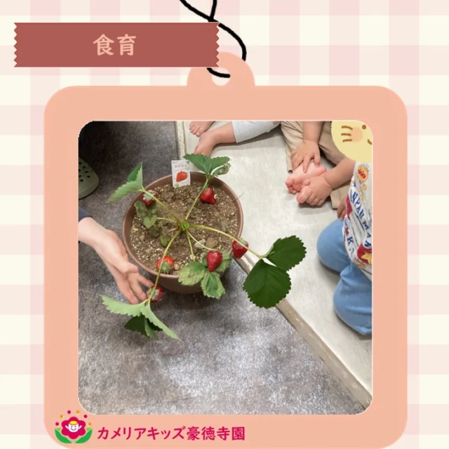 こんにちは😊カメリアキッズ豪徳寺園です✨ 食育の時間、育てていた苺🪴ついに収穫の時🍓.☆☆☆☆☆☆☆☆☆☆☆☆☆他SNSも要チェック♪ Instagram：itg_camellia_kidsWebsite🔎カメリアキッズ youtube🔎カメリアキッズほいくえ🔎カメリアキッズ園児・保育士さん・調理さん☆募集中☆☆☆☆☆☆☆☆☆☆☆☆☆カメリアキッズ豪徳寺園〒154-0021東京都世田谷区豪徳寺1-21-5ヴィラ・ゴートク1F-D03-5799-7790 ☆☆☆☆☆☆☆☆☆☆☆☆☆#カメリアキッズ#東京都#世田谷区保育園#認可外保育園#保活