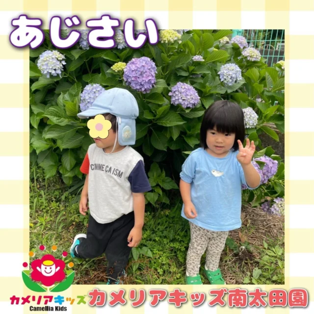 こんにちは🙌カメリアキッズ南太田園です！紫陽花が咲いていたのでぱしゃり📷。・:*:・゜★,。・:*:・゜☆。・:*:・゜★,。・:*:・゜☆⁡  随時説明会開催中です✨ ご連絡お待ちしております🌈 ⁡ 他SNSも要チェック♪ HP：カメリアキッズ youtube：🔎カメリアキッズ ほいくえ：🔎カメリアキッズ TikTok：🔎@camellia_kids_hoikuen ⁡ ☆☆☆☆☆☆☆☆☆☆☆☆  🚩カメリアキッズ 南太田園🚩 〒232-0006 神奈川県横浜市南区南太田１丁目34-7 ☎️045-334-7497  園児・保育士さん・調理さん **◎◎◎募集中**◎◎◎* ⁡ #カメリアキッズ#神奈川県#横浜市保育園#認可外保育園#保活
