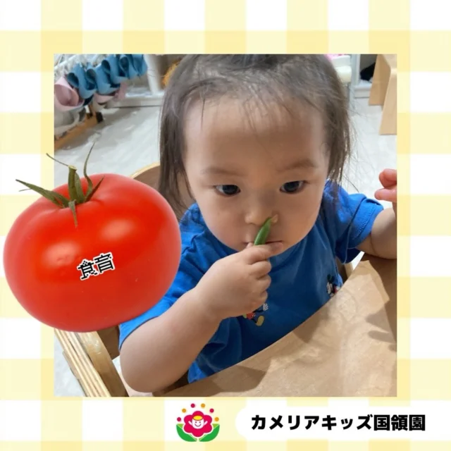 こんにちは！カメリアキッズ国領園です🌻今回は食育での活動写真です🐥農作物に関する絵本を読み実際にお野菜に触れ、スナップえんどうのふさふさとした不思議な感触に驚き戸惑う姿も見られましたが、中身はどうなっているなかな？と子どもたちみんな興味津々な様子でした😊⁡☆☆☆☆☆☆☆☆☆☆☆☆カメリアキッズ国領園〒184-0022調布市国領町4-21-12 フェリーチェ国領1階☎️042-444-6199園児・保育士さん・調理さん◎◎◎募集中◎◎◎☆☆☆☆☆☆☆☆☆☆☆☆#カメリアキッズ#東京都#調布市保育園#認可外保育園　#保活