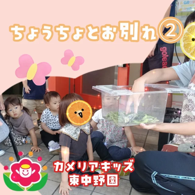 こんにちは😆カメリアキッズ東中野園です！先日に引き続き新しく羽化したちょうちょをお空に逃がしました👋バイバイをする前にじーーっと観察👀バイバイをするときは少し寂しそうな子どもたちでした🥲他SNSも要チェック♪Instagram:@itg_camellia_kids Twitter:camellia_kidsyoutube:🔎カメリアキッズほいくえ:🔎カメリアキッズ✰✰✰✰✰✰✰✰✰✰✰✰✰✰✰✰🚩カメリアキッズ東中野園🚩〒156-0003東京都中野区東中野1-1-2プライマリービル1F☎03-6908-6828園児・保育士さん・調理さんを◎◎◎募集中◎◎◎#カメリアキッズ #東京都 #中野区保育園 #認可外保育園 #保活