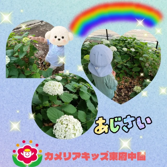 こんにちは♪カメリアキッズ東府中園です。今週の製作では「紫陽花アジサイ」、そしてお散歩先でもアジサイに触れ、今日のおやつは紫陽花ゼリーでした✨✨アジサイづくしのこどもたち。おやつでも美味しく頂きました♪随時説明会開催中です!ご連絡お待ちしております！他SNSも要チェック♪HP:カメリアキッズyoutube:🔎カメリアキッズほいくえ:🔎カメリアキッズTikTok:@camellia_kis_hoikuen☆☆☆☆☆☆☆☆☆☆☆☆☆☆カメリアキッズ東府中園〒183-0005住所　東京都府中市若松町1-7-6サングレース東府中1F☎電話番号042-319-8322園児・保育士さん・調理さん◎◎◎募集中◎◎◎☆☆☆☆☆☆☆☆☆☆☆☆☆☆☆#カメリアキッズ#東京都#府中市保育園#認可外保育園#保活