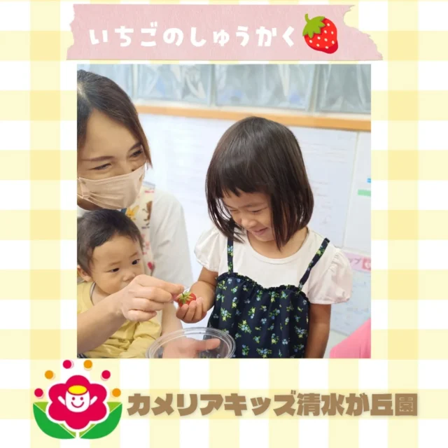 カメリアキッズ清水が丘園です✨先日のいちごの収穫のようすをお届けします🍓みんなで植えた苗に、いちごがなりました！随時説明会開催中です！ご連絡お待ちしております！他SNSも要チェック♪HP：カメリアキッズyoutube：🔎カメリアキッズほいくえ：🔎カメリアキッズTikTok：🔎@camellia_kids_hoikuen☆☆☆☆☆☆☆☆☆☆☆☆カメリアキッズ清水が丘園〒183-0015住所東京都府中市清水が丘3-24-3清水が丘三丁目店舗1F☎️電話番号　042-306-5659園児・保育士さん・調理さん◎◎◎募集中◎◎◎#カメリアキッズ　#東京都　#府中市保育園　#認可外保育園　#保活