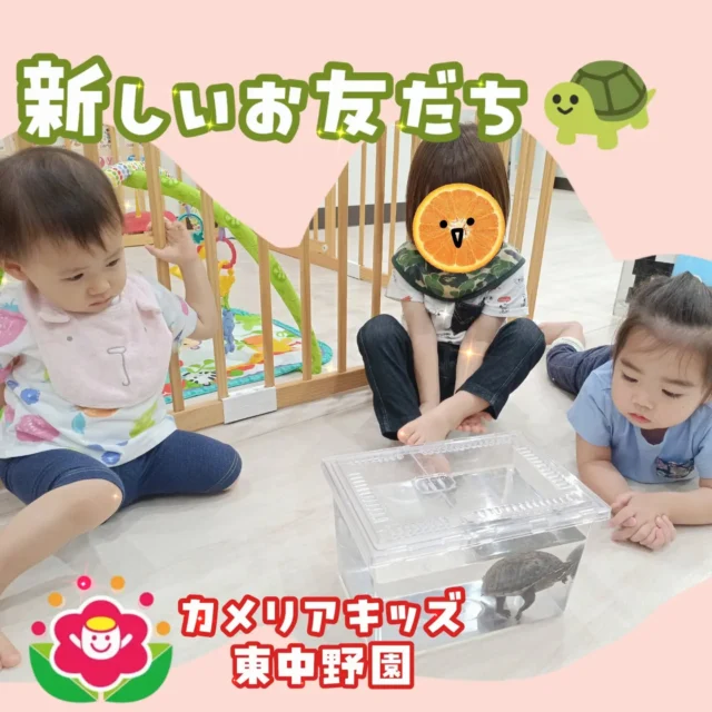 こんにちは😆カメリアキッズ東中野園です！昨日から1週間限定で職員の家族のかめさんが保育園に遊びに来ています🐢子どもたちは興味津々👀じっくり観察したり、ご飯をあげたりしながらかめさんとの一日を満喫していました😆短い間だけどこれからよろしくねー😃他SNSも要チェック♪Instagram:@itg_camellia_kids Twitter:camellia_kidsyoutube:🔎カメリアキッズほいくえ:🔎カメリアキッズ✰✰✰✰✰✰✰✰✰✰✰✰✰✰✰✰🚩カメリアキッズ東中野園🚩〒156-0003東京都中野区東中野1-1-2プライマリービル1F☎03-6908-6828園児・保育士さん・調理さんを◎◎◎募集中◎◎◎#カメリアキッズ #東京都 #中野区保育園 #認可外保育園 #保活
