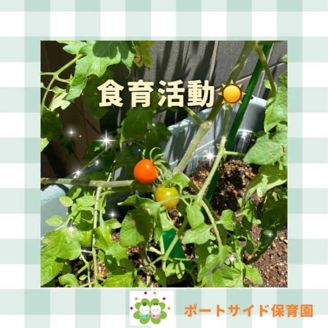 こんにちは！横浜ポートサイド保育園です🚢いるかさんたちが植えてくれたお野菜がすくすくと育ってきました🍅🫑みんなで成長を観察中です😋💭🤍.•*¨*•.*♬ 💭🤍.•*¨*•.*♬💭 🤍.•*¨*•.*♬説明会開催中です✨ご連絡お待ちしております🌈⁡🍀✨🍀✨🍀✨🍀✨🍀✨🍀✨🍀✨たいせつ横浜ポートサイド保育園📮221－0052🏠神奈川県横浜市神奈川区栄町6－1ヨコハマポートサイドロア弐番館1F☎️ 045-461-0707🍀✨🍀✨🍀✨🍀✨🍀✨🍀✨🍀✨#ママライフ#ママリ#保育園#子育てママ#保育士
