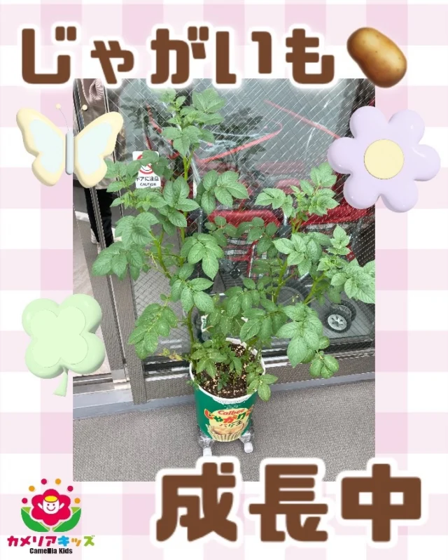 こんにちは♪じゃがいもはぐんぐん成長中てす🥔随時説明会開催中です！ご連絡お待ちしております！他SNSも要チェック♪HP：カメリアキッズyoutube：🔎カメリアキッズほいくえ：🔎カメリアキッズTikTok：🔎@camellia_kids_hoikuen☆☆☆☆☆☆☆☆☆☆☆☆カメリアキッズ蒲田2号園〒144-0051東京都大田区西蒲田8-7-1ブランドール2F☎️03-6715-8965園児・保育士さん・調理さん◎◎◎募集中◎◎◎☆☆☆☆☆☆☆☆☆☆☆☆#認可外保育園#保活#カメリアキッズ#東京都#大田区保育園動画はカメリアキッズ消す