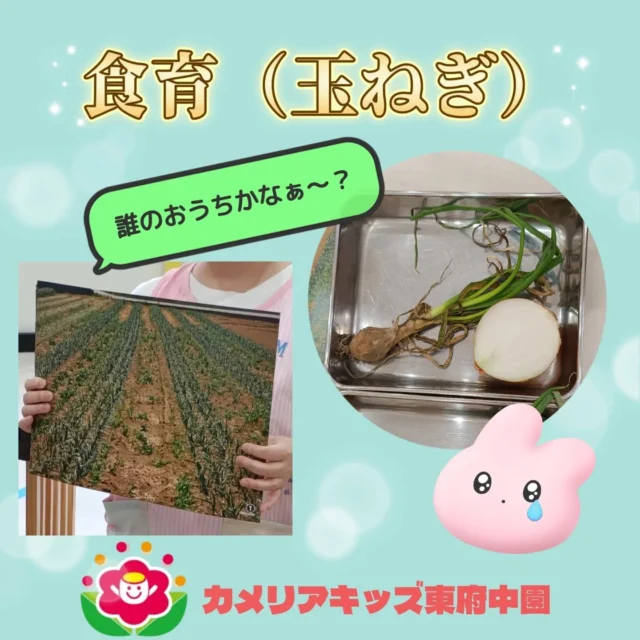 こんにちは♪カメリアキッズ東府中園です。先日の食育「玉ねぎ🧅」をテーマに、園での様子をお送り致します⭐️見たことある野菜に興味津々な子ども達。調理の先生のお話をしっかり聞いて実際に触ってみます。今回のお野菜の特徴として「匂い」に着目すると👀「うーん、くさーい」「えーん」と目がまんまるの様子もありました。匂いに特徴はありますが、皮を剥いて皮を剥いて、、とでてくる中身・外見の色味の違い。そして給食メニューでは欠かせないお野菜でもあり、身近に感じれる内容となりましたね💡また一つ勉強になったお話しでした。随時説明会開催中です!ご連絡お待ちしております！他SNSも要チェック♪HP:カメリアキッズyoutube:🔎カメリアキッズほいくえ:🔎カメリアキッズTikTok:@camellia_kis_hoikuen☆☆☆☆☆☆☆☆☆☆☆☆☆☆カメリアキッズ東府中園〒183-0005住所　東京都府中市若松町1-7-6サングレース東府中1F☎電話番号042-319-8322園児・保育士さん・調理さん◎◎◎募集中◎◎◎☆☆☆☆☆☆☆☆☆☆☆☆☆☆☆#カメリアキッズ#東京都#府中市保育園#認可外保育園#保活