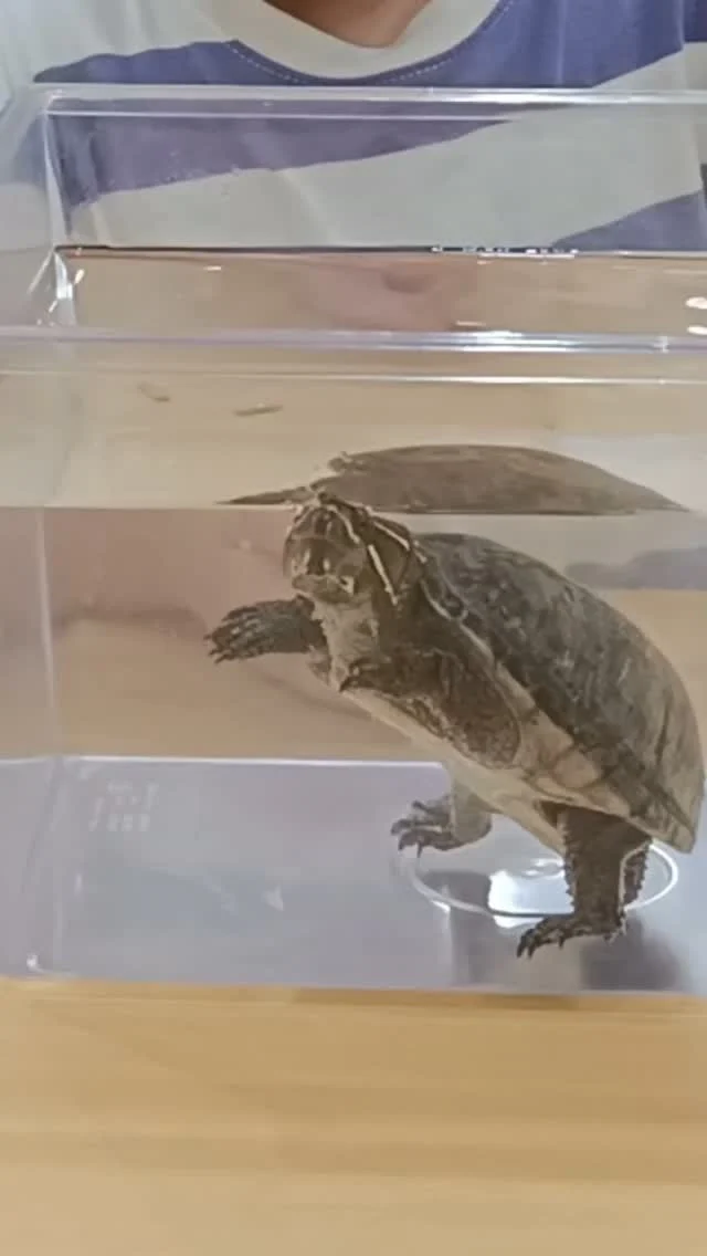 こんにちは😆カメリアキッズ東中野園です！職員が連れてきてくれたかめさん🐢子どもたちは興味津々👀たくさんご飯をあげたり観察しながら一緒に生活しました😊また遊びに来てね👋他SNSも要チェック♪Instagram:@itg_camellia_kids Twitter:camellia_kidsyoutube:🔎カメリアキッズほいくえ:🔎カメリアキッズ✰✰✰✰✰✰✰✰✰✰✰✰✰✰✰✰🚩カメリアキッズ東中野園🚩〒156-0003東京都中野区東中野1-1-2プライマリービル1F☎03-6908-6828園児・保育士さん・調理さんを◎◎◎募集中◎◎◎#東京都 #中野区保育園 #認可外保育園 #保活
