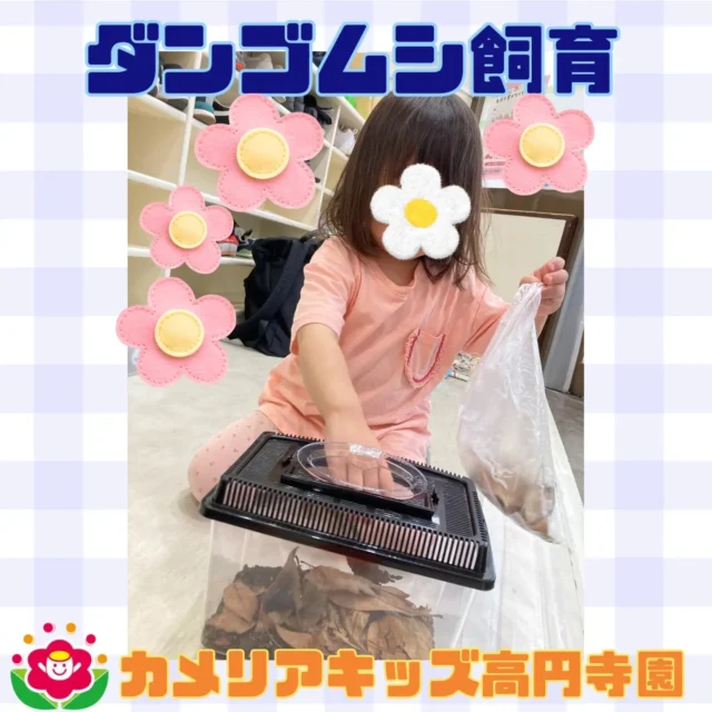 こんにちは！カメリアキッズ高円寺園です☺高円寺園では、ダンゴムシを飼い始めました。モゾモゾと動くダンゴムシに興味津々な子ども達😆「あ！いたねー」と指さししながら、みんなで観察しています⭐️☆☆☆☆☆☆☆☆☆☆☆☆カメリアキッズ高円寺園〒166-0003住所 東京都杉並区高円寺南3-62-6高円寺ゲーテビル1階☎️電話番号03-6454-6064園児・保育士さん◎◎◎募集中◎◎◎☆☆☆☆☆☆☆☆☆☆☆☆☆#カメリアキッズ#東京都#杉並区保育園#認可外保育園#保活