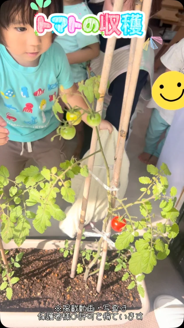 みんなで育てたトマトが赤くなったので収穫しました🍅採れた後「できたよー！」と見せに行く姿がとても可愛かったですよ✨他SNSも要チェック♪HP：カメリアキッズyoutube：🔎カメリアキッズほいくえ：🔎カメリアキッズTikTok：🔎@camellia_kids_hoikuen☆☆☆☆☆☆☆☆☆☆☆☆カメリアキッズ田端園〒114-0012住所:東京都北区田端新町3-36-10ﾄﾐﾔﾊｲﾑ1F☎️電話番号:03-6240-8755園児・保育士さん・調理さん◎◎◎募集中◎◎◎☆☆☆☆☆☆☆☆☆☆☆☆