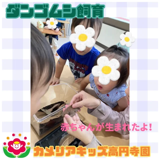 こんにちは！カメリアキッズ高円寺園です☺園で飼っているダンゴムシ⭐️なんと先日赤ちゃんが生まれました！よく見てみると、体長2〜3mmの白い生き物がモゾモゾ動いています😉子ども達も真剣なお顔で探していましたよ！☆☆☆☆☆☆☆☆☆☆☆☆カメリアキッズ高円寺園〒166-0003住所 東京都杉並区高円寺南3-62-6高円寺ゲーテビル1階☎️電話番号03-6454-6064園児・保育士さん◎◎◎募集中◎◎◎☆☆☆☆☆☆☆☆☆☆☆☆☆#カメリアキッズ#東京都#杉並区保育園#認可外保育園#保活