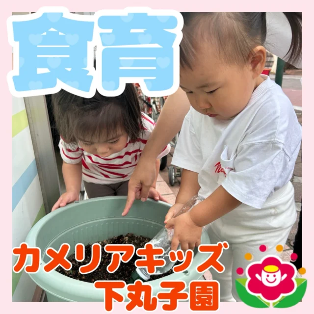 ��こんにちは😊カメリアキッズ下丸子園です🌺みんなで育てている、とうもろこしと🌽さつまいもが🍠大きく育っています!!とうもろこしは、おひげも伸びてきましたよ🌽どんどん伸びて大きくな～れ！😊♪.:*:'゜☆.:*:'゜♪.:*:'゜☆.:*:・'゜♪.:*:・'゜☆.:*:・'゜♪.:*:随時説明会開催中です！ご連絡お待ちしております！他SNSも要チェック♪HP：カメリアキッズyoutube：🔎カメリアキッズほいくえ：🔎カメリアキッズTikTok：🔎@camellia_kids_hoikuen☆☆☆☆☆☆☆☆☆☆☆☆カメリアキッズ下丸子園〒146-0092住所：東京都大田区下丸子3-13-19ラ・カーサプリマベーラ1Ｆ☎️電話番号：03-6459-8787園児・保育士さん・調理さん◎◎◎募集中◎◎◎☆☆☆☆☆☆☆☆☆☆☆☆#カメリアキッズ#東京都保育園#大田区保育園#下丸子保育園#認可外保育園保活