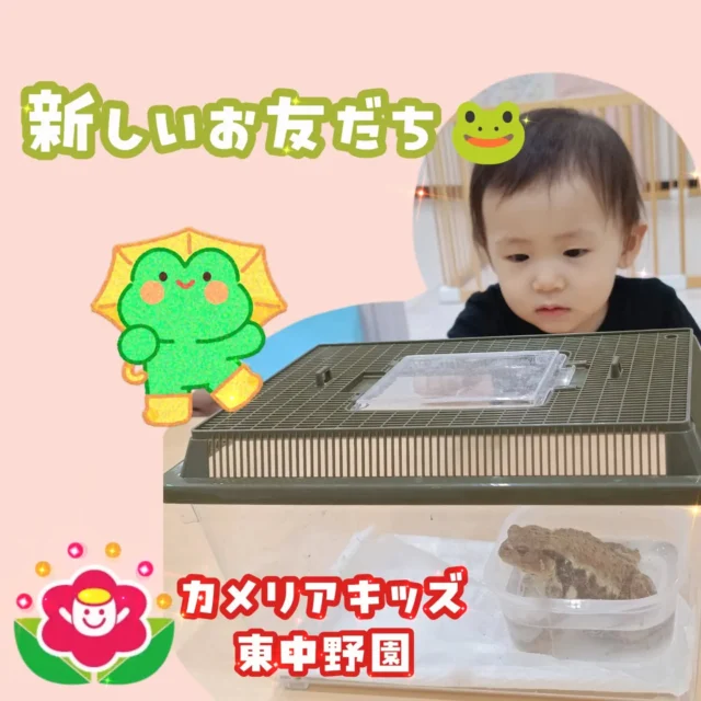 こんにちは😆カメリアキッズ東中野園です！今週から新しいカエルのお友だちが来ています🐸大きいカエルに少し怖がる様子の子どもたち…それでも少しづつ興味が湧いているようで、じーーっと観察しています👀他SNSも要チェック♪Instagram:@itg_camellia_kids Twitter:camellia_kidsyoutube:🔎カメリアキッズほいくえ:🔎カメリアキッズ✰✰✰✰✰✰✰✰✰✰✰✰✰✰✰✰🚩カメリアキッズ東中野園🚩〒156-0003東京都中野区東中野1-1-2プライマリービル1F☎03-6908-6828園児・保育士さん・調理さんを◎◎◎募集中◎◎◎#カメリアキッズ #東京都 #中野区保育園 #認可外保育園 #保活