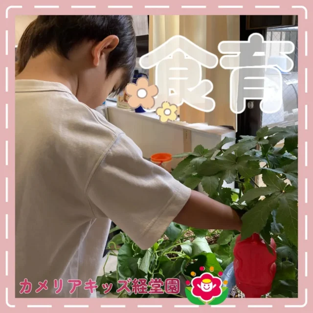 こんにちは😊カメリアキッズ経堂園です✨夏の家庭菜園は、オクラを育てています！水やりを手伝ってもらい、日差しをたっぷり浴びてオクラが実り始めました🌱＊随時説明会開催中です！ご連絡お待ちしております！他SNSも要チェック♪HP：カメリアキッズyoutube：🔎カメリアキッズほいくえ：🔎カメリアキッズTiktok：🔎@camellia_kids_hoikuen🌷🌷🌷🌷🌷🌷🌷🌷🌷🌷🌷🌷🌷🌷🌷156-0052東京都世田谷区経堂1-19-14第六経堂ビル2F【営業時間7:30〜20:30】TEL.03-6413-7449（受付時間　月〜金　8:30〜17:30）【開園日】月〜日・祝◎園児・保育士・調理さん募集中◎🌷🌷🌷🌷🌷🌷🌷🌷🌷🌷🌷🌷🌷🌷🌷#カメリアキッズ#東京都#世田谷区保育園#認可外保育園#保活