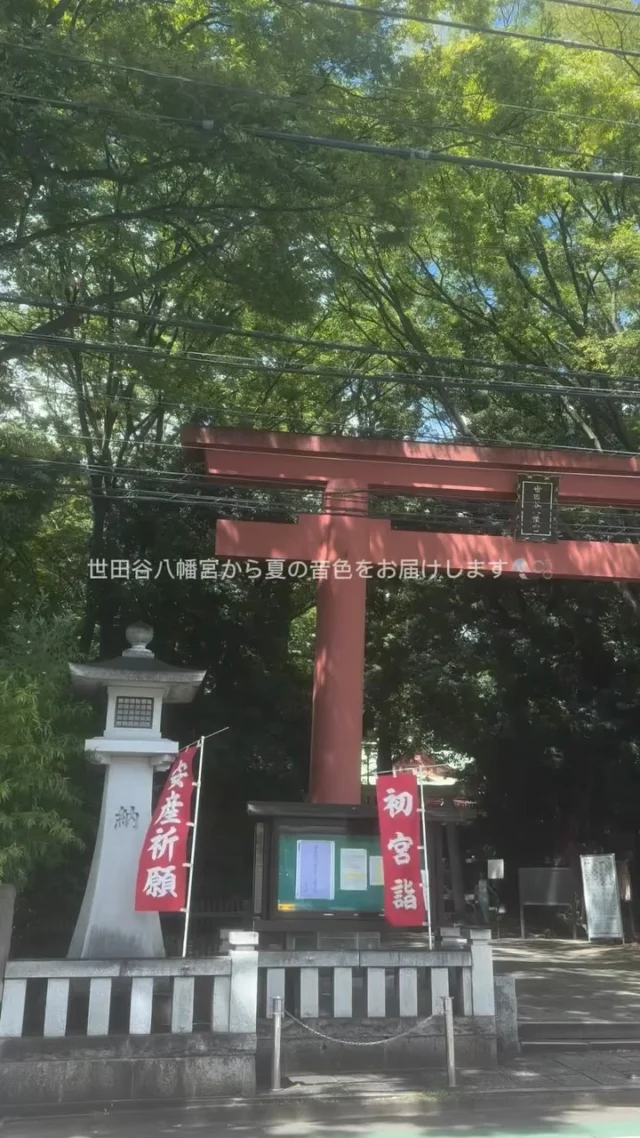 こんにちは😊カメリアキッズ豪徳寺園です✨ 豪徳寺の隣、宮坂に鎮座する世田谷八幡宮⛩️源義家が創建したと伝えられ、勝負の神様として信仰されています🏆🥇緑に囲まれた境内にある大きな土俵では、例大祭で奉納相撲が行われるなど、地域の歴史や文化を感じられる神社です⚔️.☆☆☆☆☆☆☆☆☆☆☆☆☆他SNSも要チェック♪ Instagram：itg_camellia_kidsyoutube：カメリアキッズほいくえ：カメリアキッズ園児・保育士さん・調理さん☆募集中☆☆☆☆☆☆☆☆☆☆☆☆☆カメリアキッズ豪徳寺園〒154-0021東京都世田谷区豪徳寺1-21-5ヴィラ・ゴートク1F-D03-5799-7790 ☆☆☆☆☆☆☆☆☆☆☆☆☆#東京都#世田谷区保育園#認可外保育園#保活