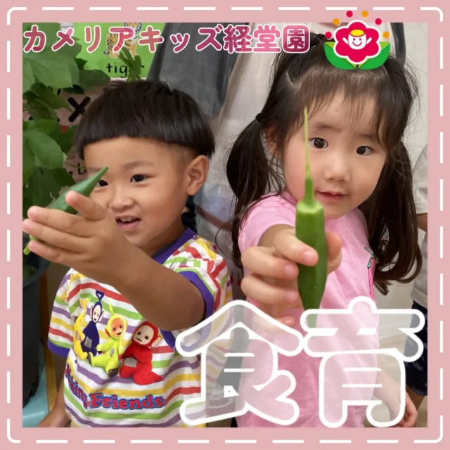 こんにちは😊カメリアキッズ経堂園です✨育てていたオクラをついに収穫しました！たくさんのオクラが育ち取れたよ！とみんなで見せてくれました☺️＊随時説明会開催中です！ご連絡お待ちしております！他SNSも要チェック♪HP：カメリアキッズyoutube：🔎カメリアキッズほいくえ：🔎カメリアキッズTiktok：🔎@camellia_kids_hoikuen🌷🌷🌷🌷🌷🌷🌷🌷🌷🌷🌷🌷🌷🌷🌷156-0052東京都世田谷区経堂1-19-14第六経堂ビル2F【営業時間7:30〜20:30】TEL.03-6413-7449（受付時間　月〜金　8:30〜17:30）【開園日】月〜日・祝◎園児・保育士・調理さん募集中◎🌷🌷🌷🌷🌷🌷🌷🌷🌷🌷🌷🌷🌷🌷🌷#カメリアキッズ#東京都#世田谷区保育園#認可外保育園#保活