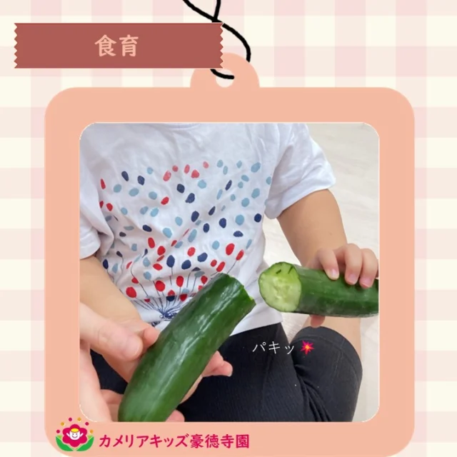 こんにちは😊カメリアキッズ豪徳寺園です✨ 食育の時間、きゅうりを観察🔍長細い姿、手で折ったり、感触を確かめたりしました🥒🥗.☆☆☆☆☆☆☆☆☆☆☆☆☆他SNSも要チェック♪ Instagram：itg_camellia_kidsyoutube：カメリアキッズほいくえ：カメリアキッズ園児・保育士さん・調理さん☆募集中☆☆☆☆☆☆☆☆☆☆☆☆☆カメリアキッズ豪徳寺園〒154-0021東京都世田谷区豪徳寺1-21-5ヴィラ・ゴートク1F-D03-5799-7790 ☆☆☆☆☆☆☆☆☆☆☆☆☆#カメリアキッズ#東京都#世田谷区保育園#認可外保育園#保活