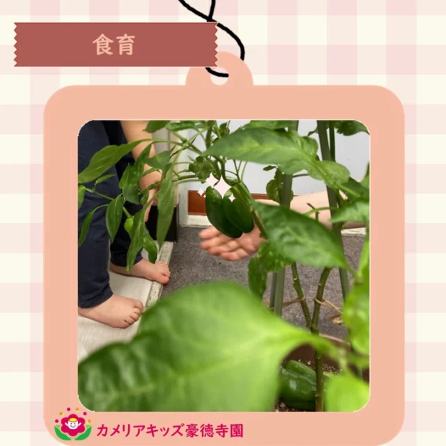 こんにちは、カメリアキッズ豪徳寺園です！育てていたピーマンが収穫を迎えました。半分にカットしたピーマンで野菜スタンプも楽しみました。真白な模造紙に沢山の花が咲きました。【世田谷区で保育園をお探しの方へ】カメリアキッズ豪徳寺園では、園見学・入園に関するご相談を受け付けています。豪徳寺駅から徒歩圏内にある保育園です。日々の遊びや季節の行事を通じて、子ども一人ひとりの成長を大切にした保育を行っています。■ 入園・園見学について・見学可能日・対象年齢・入園に関する詳細詳細は、プロフィールのウェブサイトにある入園案内をご確認ください。■ 保育士の採用についてカメリアキッズ豪徳寺園では、保育士を募集しています。職員同士で子どもたちの様子や保育内容を共有し、相談・連携しながら日々の保育に取り組んでいます。・募集職種・雇用形態・給与・休日・応募方法採用に関する詳細は、プロフィールのウェブサイトにある採用ページをご確認ください。【カメリアキッズ豪徳寺園】東京都世田谷区豪徳寺1丁目21-5 ヴィラ・ゴートク 1F