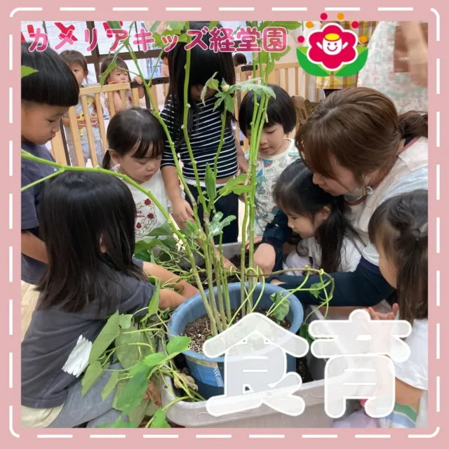 こんにちはカメリアキッズ経堂園です！実はオクラとは別に育てていたさつまいもを収穫しました！収穫は2歳児クラスさんにお願いして、土を掘って、みんなで絵本のようにうんとこしょ、どっこいしょ！の掛け声で協力してぬくことができました。大きいお芋を見せてもらった1歳児クラスさんは来年を楽しみにしています。今回収穫をしたさつまいもを使ってクッキングをした様子を次回も載せていくので楽しみにお待ちください!＊【世田谷区で保育園をお探しの方へ】カメリアキッズ経堂園では、園見学・入園に関するご相談を受け付けています。経堂駅から徒歩圏内にある保育園です。日々の遊びや季節の行事を通じて、子ども一人ひとりの成長を大切にした保育を行っています。■ 入園・園見学について・見学可能日・対象年齢・入園に関する詳細詳細は、プロフィールのウェブサイトにある入園案内をご確認ください。■ 保育士の採用についてカメリアキッズ経堂園では、保育士を募集しています。職員同士で子どもたちの様子や保育内容を共有し、相談・連携しながら日々の保育に取り組んでいます。・募集職種・雇用形態・給与・休日・応募方法採用に関する詳細は、プロフィールのウェブサイトにある採用ページをご確認ください。【カメリアキッズ経堂園】東京都世田谷区経堂1丁目19-14 第六経堂ビル 2F